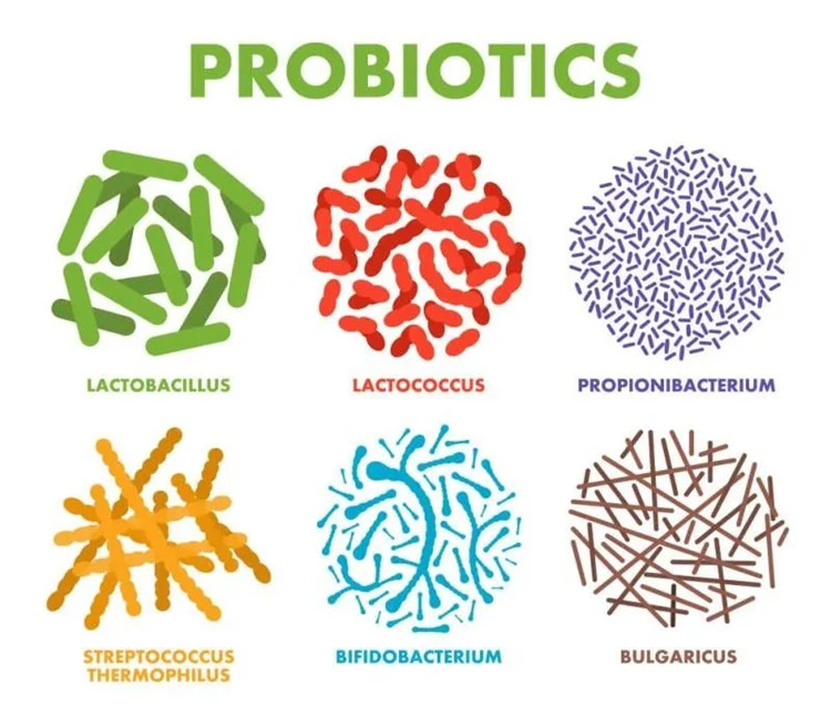 probiotics powder probiotics powder